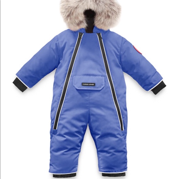 baby blue canada goose baby blue canada goose